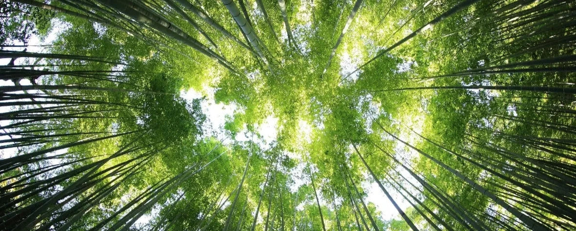 Sunlight filtering through a bamboo forest canopy symbolising sustainability and natural renewal at Robert Charles